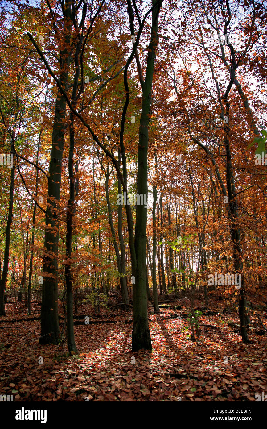 Colores de otoño las hojas de los árboles del bosque en inglés Woodland Parque Nacional de New