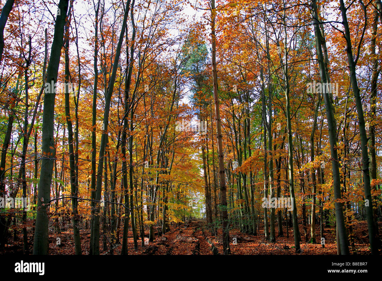 Colores de otoño las hojas de los árboles del bosque en inglés Woodland Parque Nacional de New