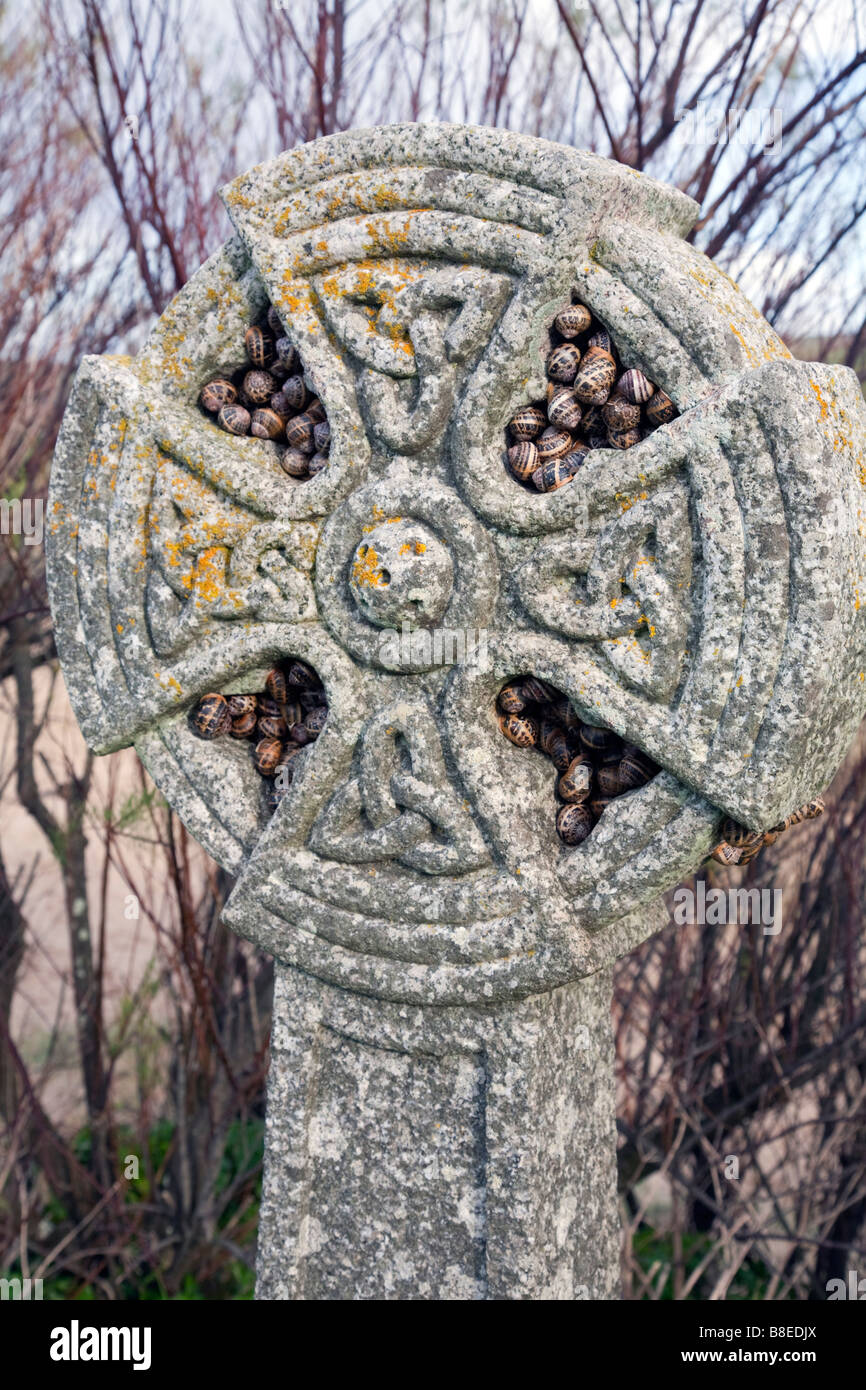 Los caracoles hibernan en una cruz celta cornwall Foto de stock