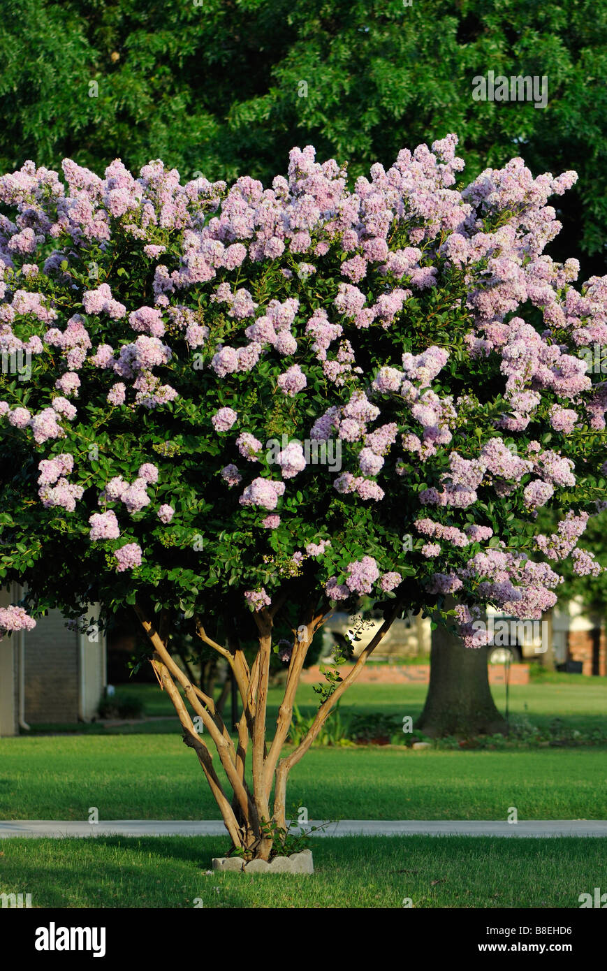 Mirto de crape 'lavanda de aves tempranas', Lagerstroemia indica, árbol o arbusto en flor. Oklahoma, Estados Unidos. Foto de stock