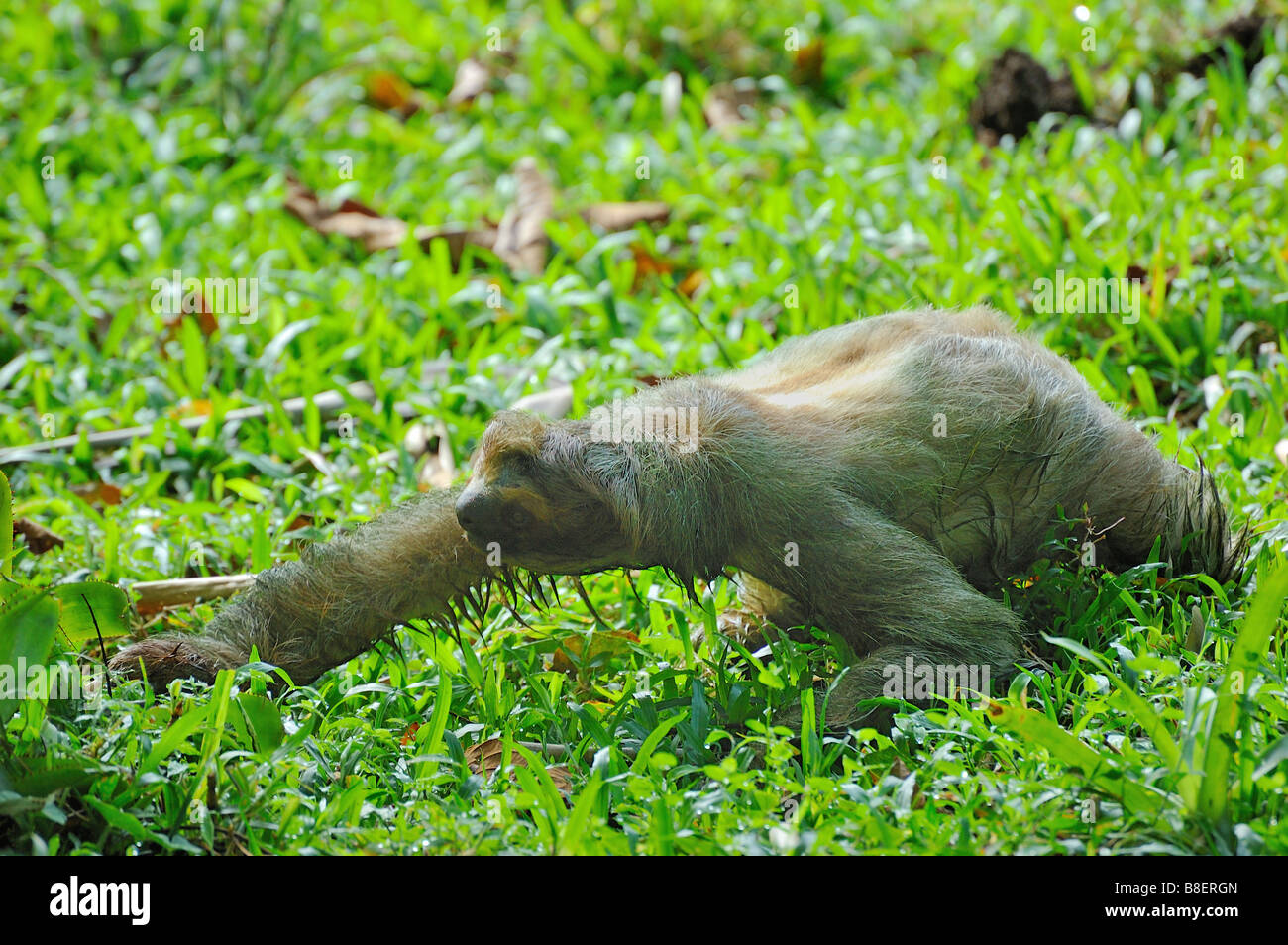 Perezoso de tres dedos en el suelo Foto de stock