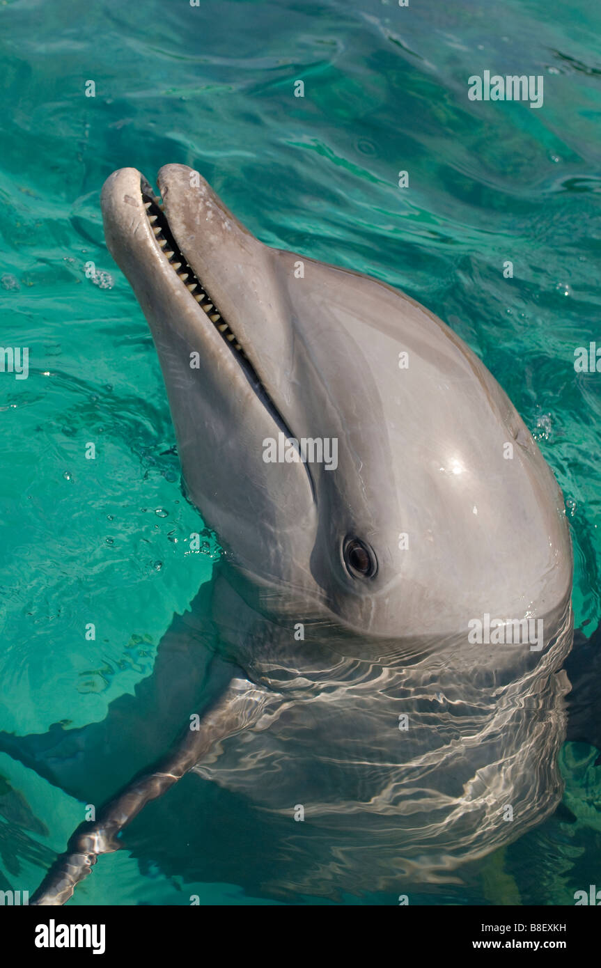 Delfín Mular Tursiops truncatus Mar Caribe Honduras Foto de stock