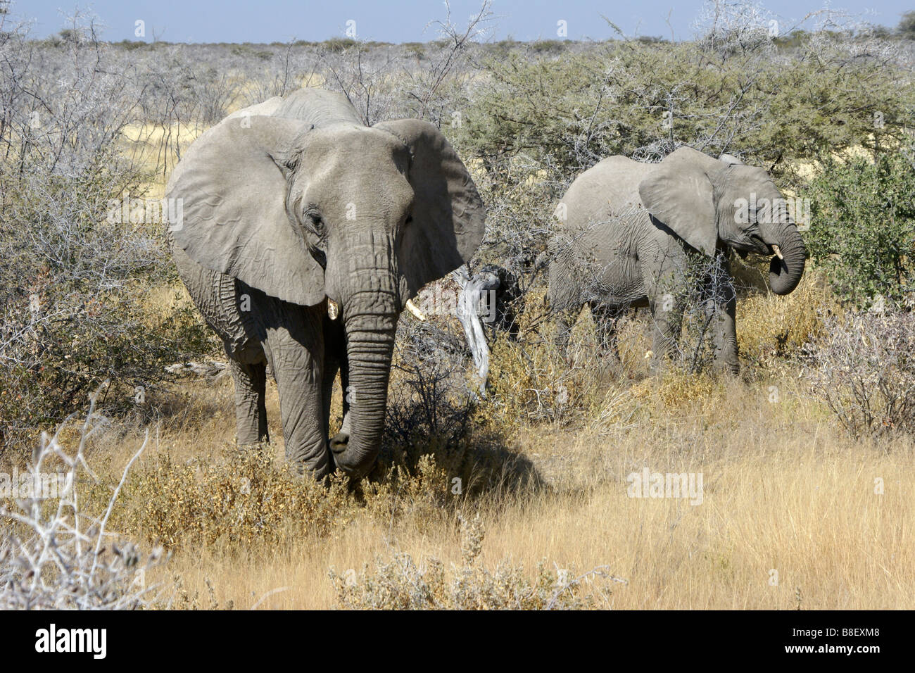 Los elefantes pastando en Bush, el Parque Nacional de Etosha, Namibia Foto de stock
