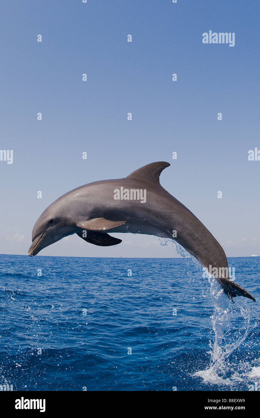 Delfín Mular Tursiops truncatus Mar Caribe Honduras Foto de stock
