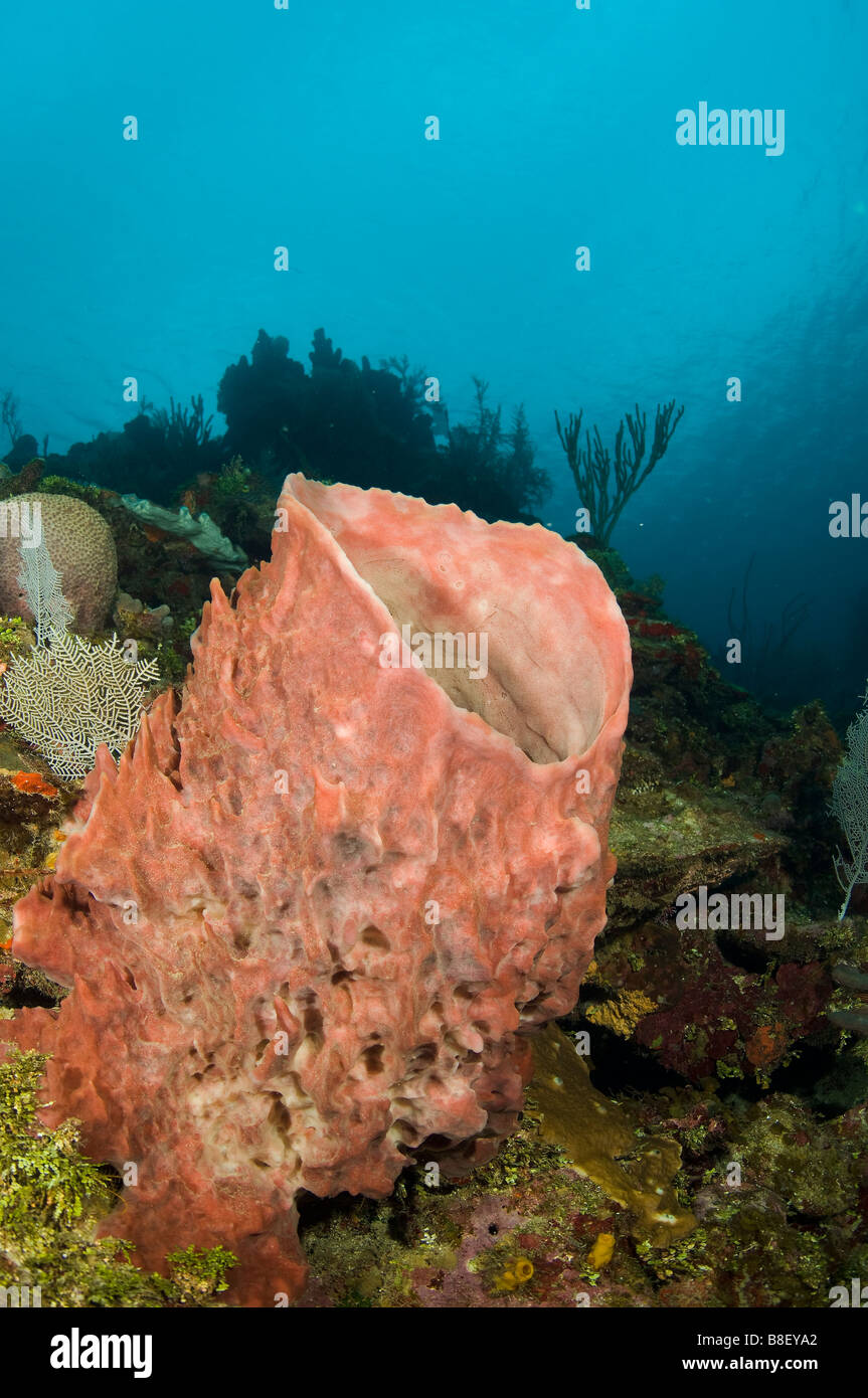 Esponja barril gigante Xestospongia muta Mar Caribe Honduras Foto de stock