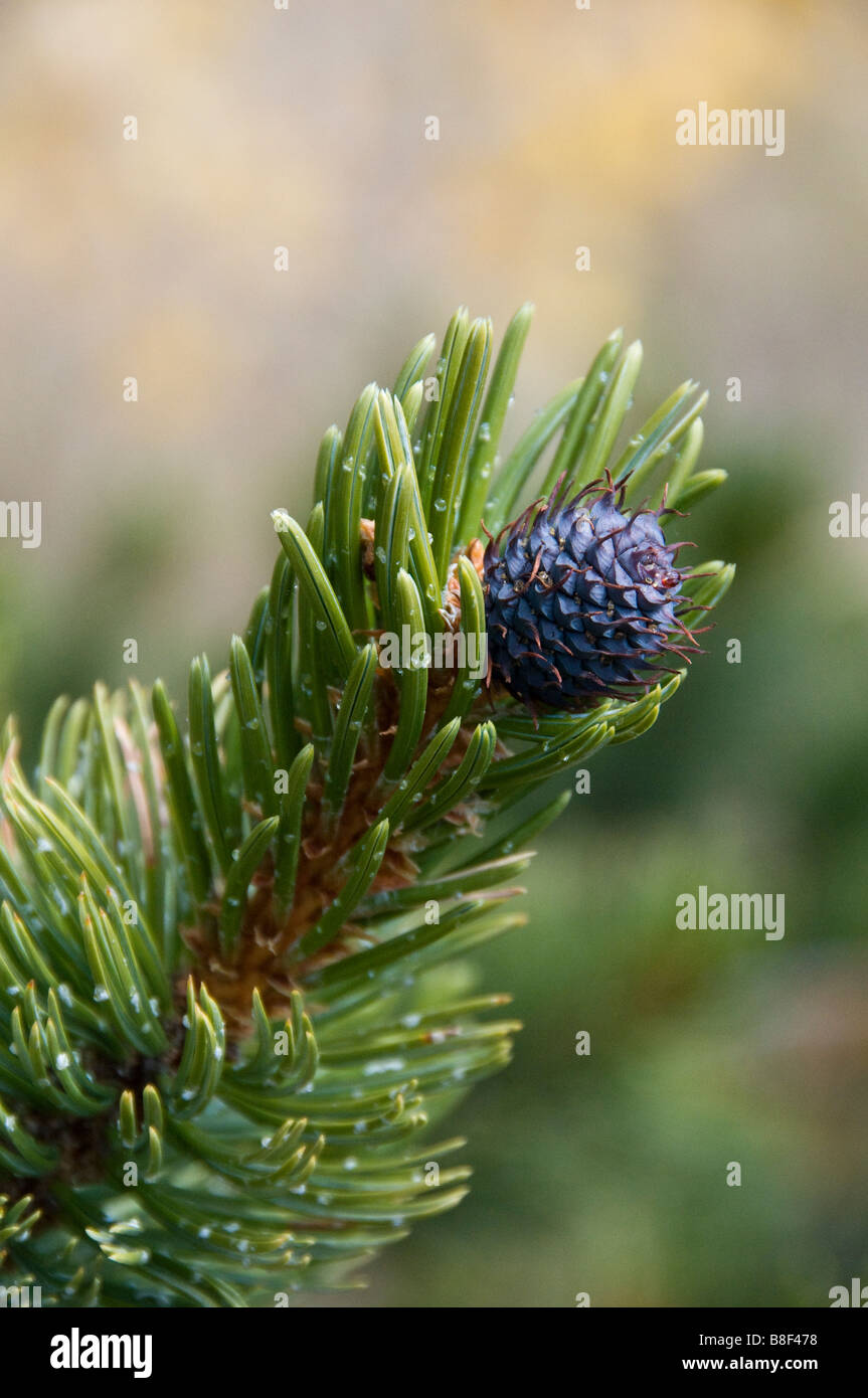 Rocky Mountain Bristlecone Pine (Pinus aristata) cono, Kenosha Pass, US Highway 285, Parque County, Colorado. Foto de stock