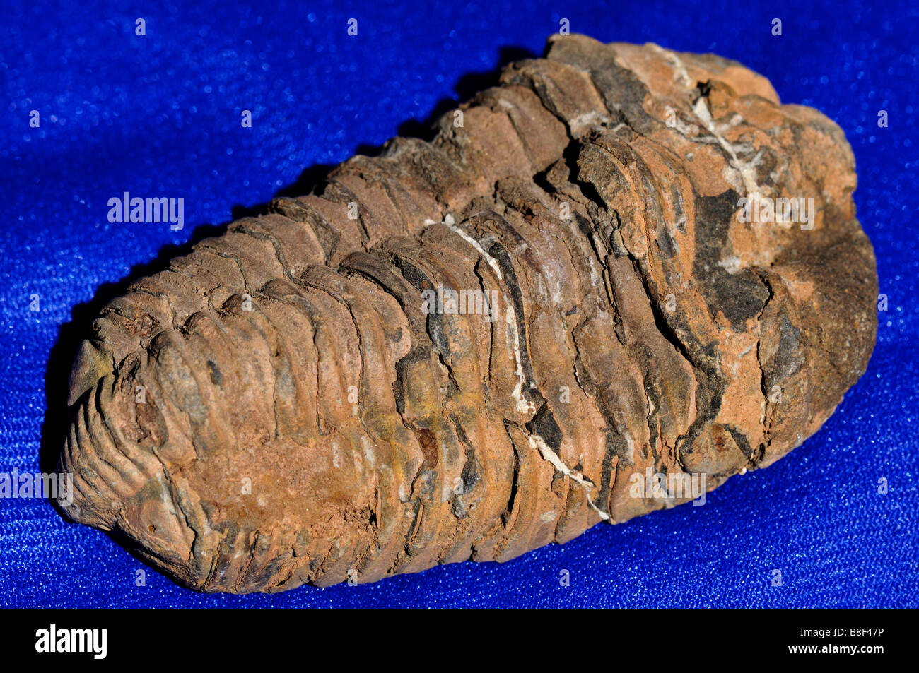 Trilobite fósil. Foto de stock