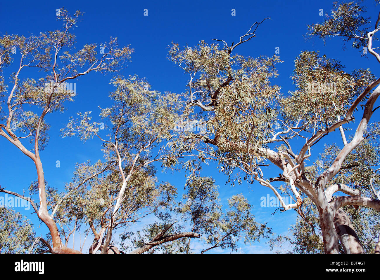 Ghost gum tree, Simpsons Gap, el Territorio del Norte, Australia Foto de stock