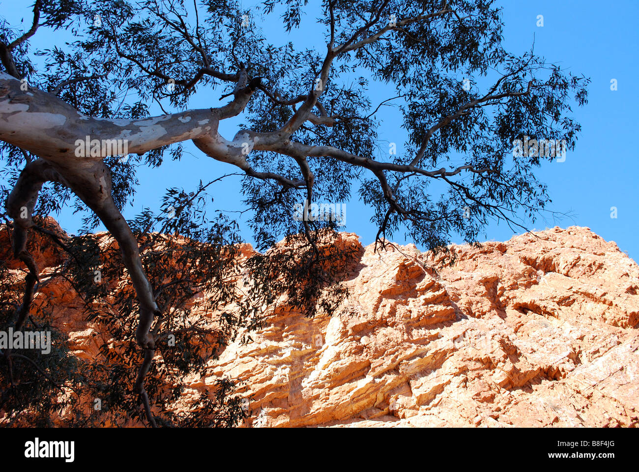 Ghost gum tree, Simpsons Gap, el Territorio del Norte, Australia Foto de stock