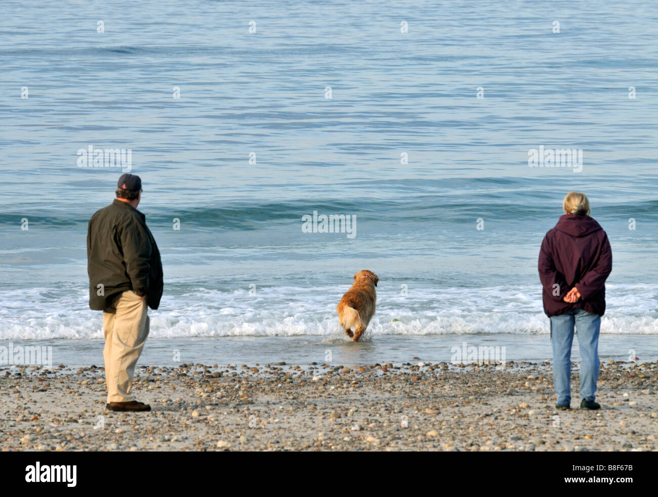 se permiten perros en el muelle de skegness