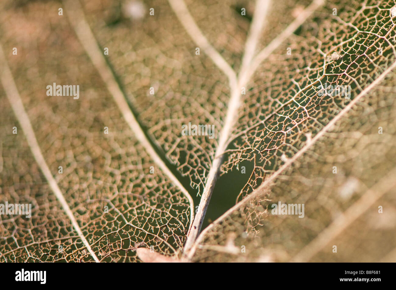 Cerca de un decadente leaf Foto de stock