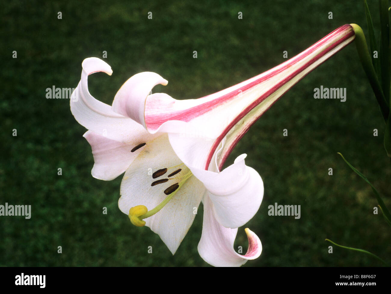 Lirio blanco flor raya roja rayas jardín planta fotografías e imágenes de  alta resolución - Alamy