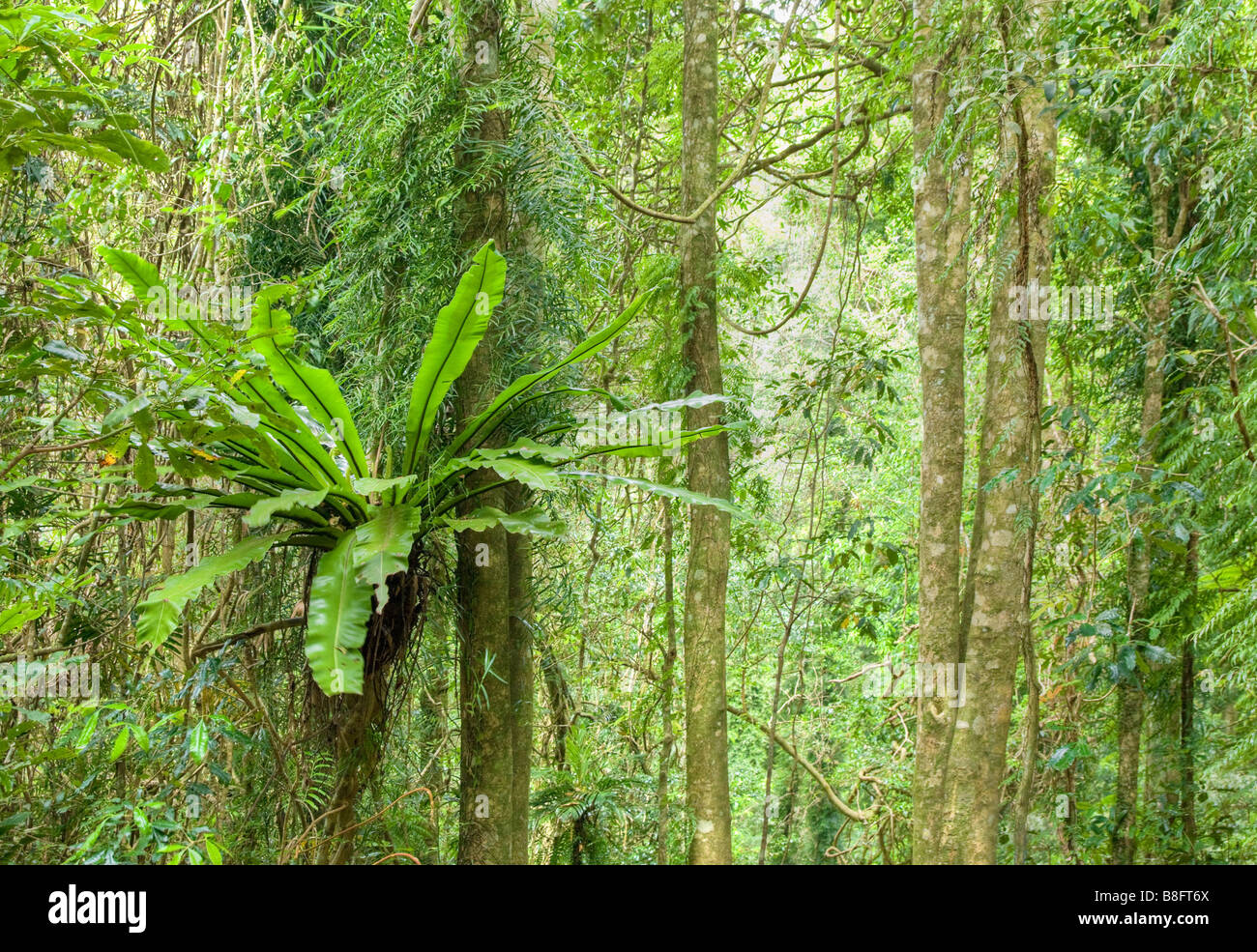 La belleza de los árboles del bosque lluvioso en la zona de patrimonio mundial dorrigo Foto de stock