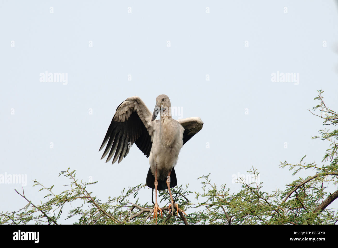 Asian Openbill Stork Anastomus oscitans extendiendo las alas Foto de stock