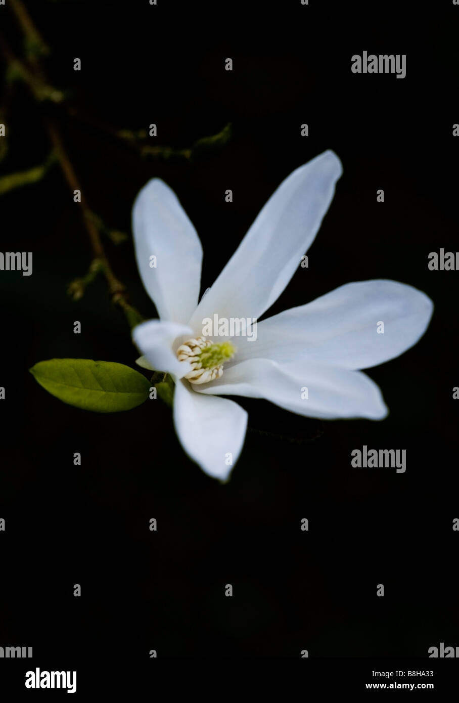 Nombre común nombre latín magnolia Star Magnolia stellata Foto de stock