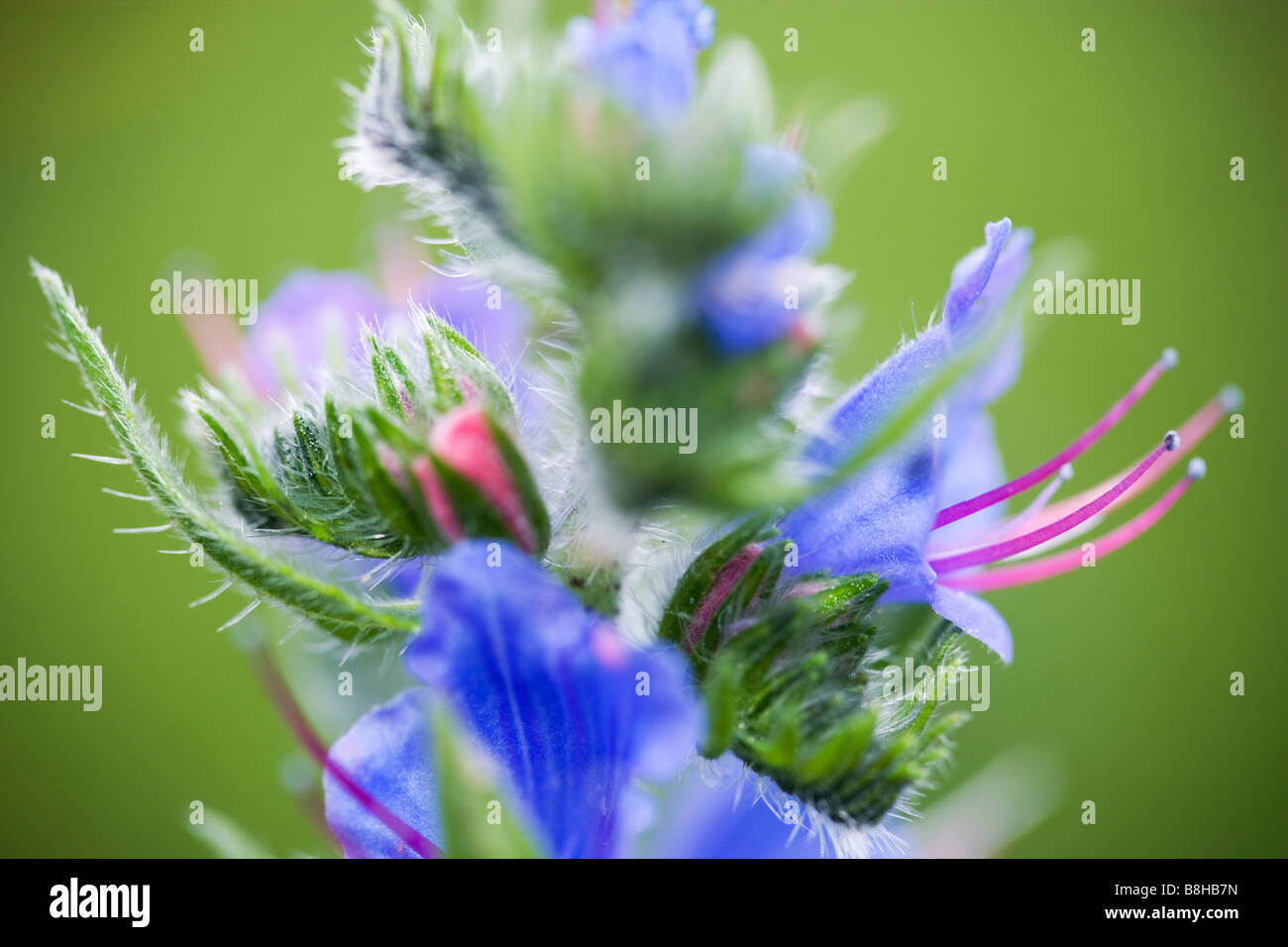 Nombre común nombre latín bugloss víboras Boraginaceae Foto de stock