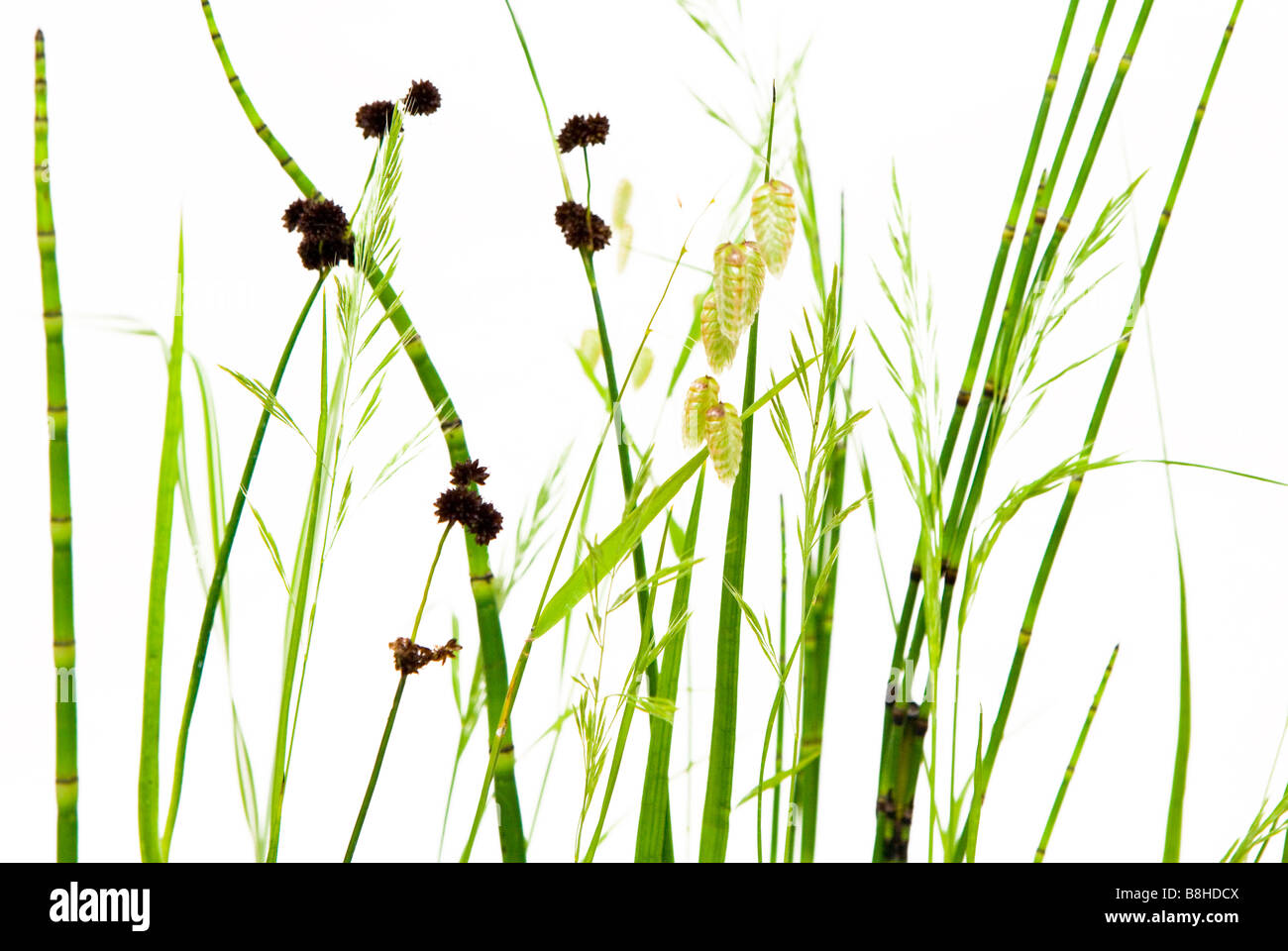 Foto de estudio de hierbas ornamentales silvestres sobre un fondo blanco. Foto de stock