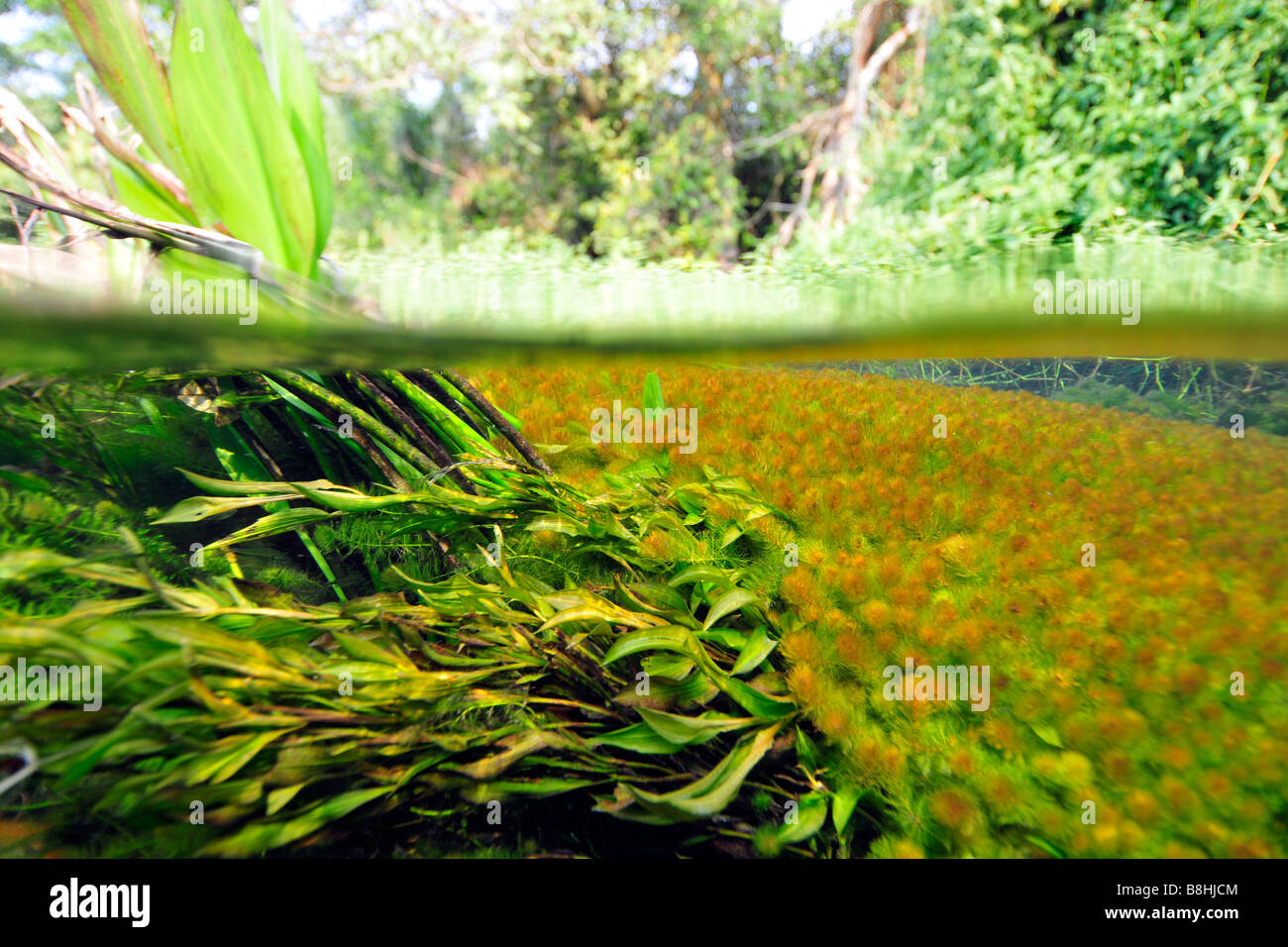 Imagen dividida de la exuberante vegetación encima y debajo del agua del río Sucuri Bonito, Mato Grosso do Sul, Brasil Foto de stock