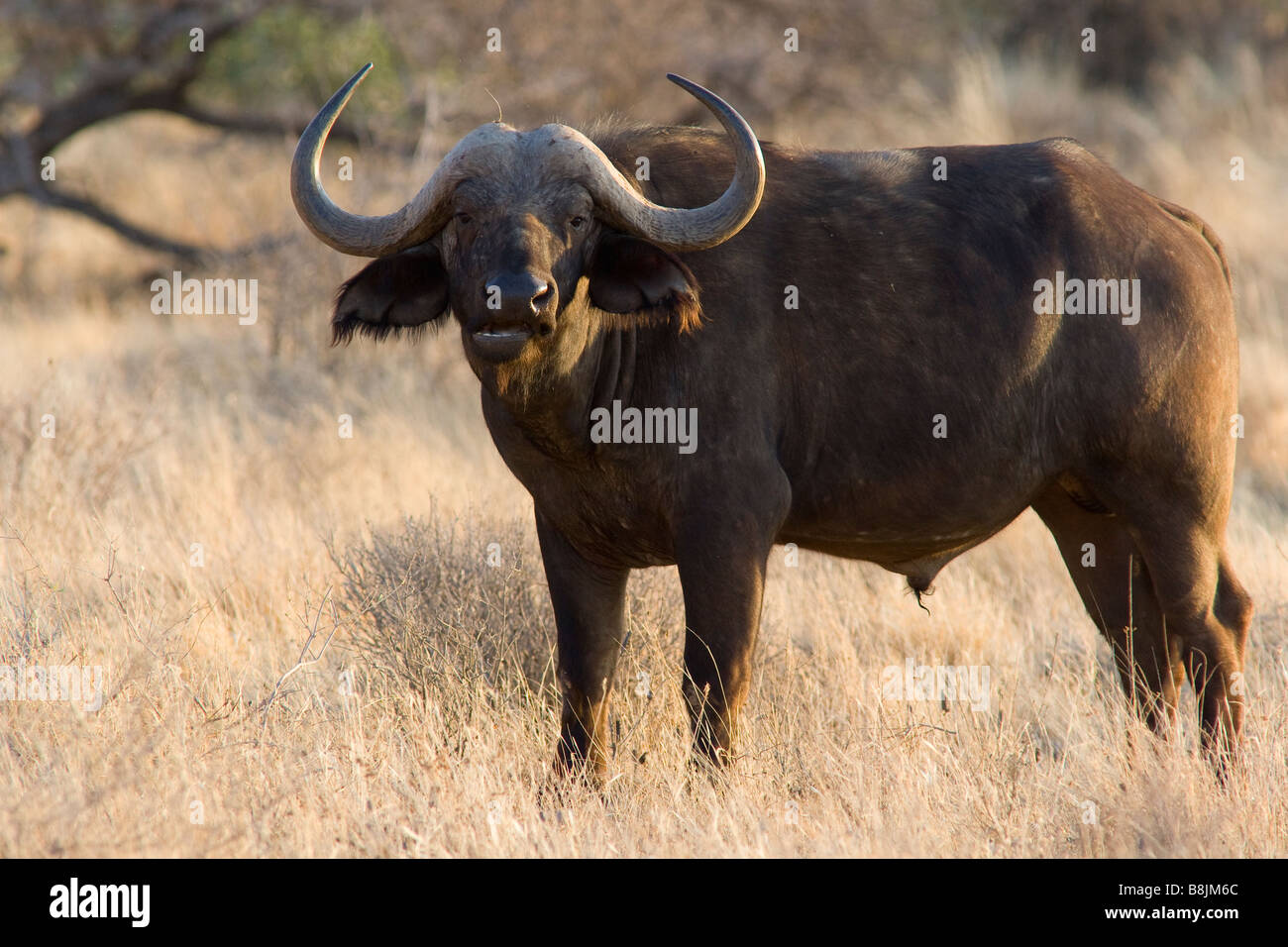 búfalo africano Foto de stock