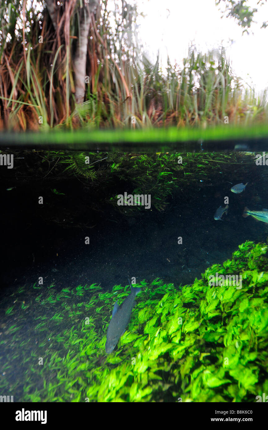 Imagen dividida de Baia Bonita Aquario Natural del Río Bonito, Mato Grosso do Sul, Brasil Foto de stock