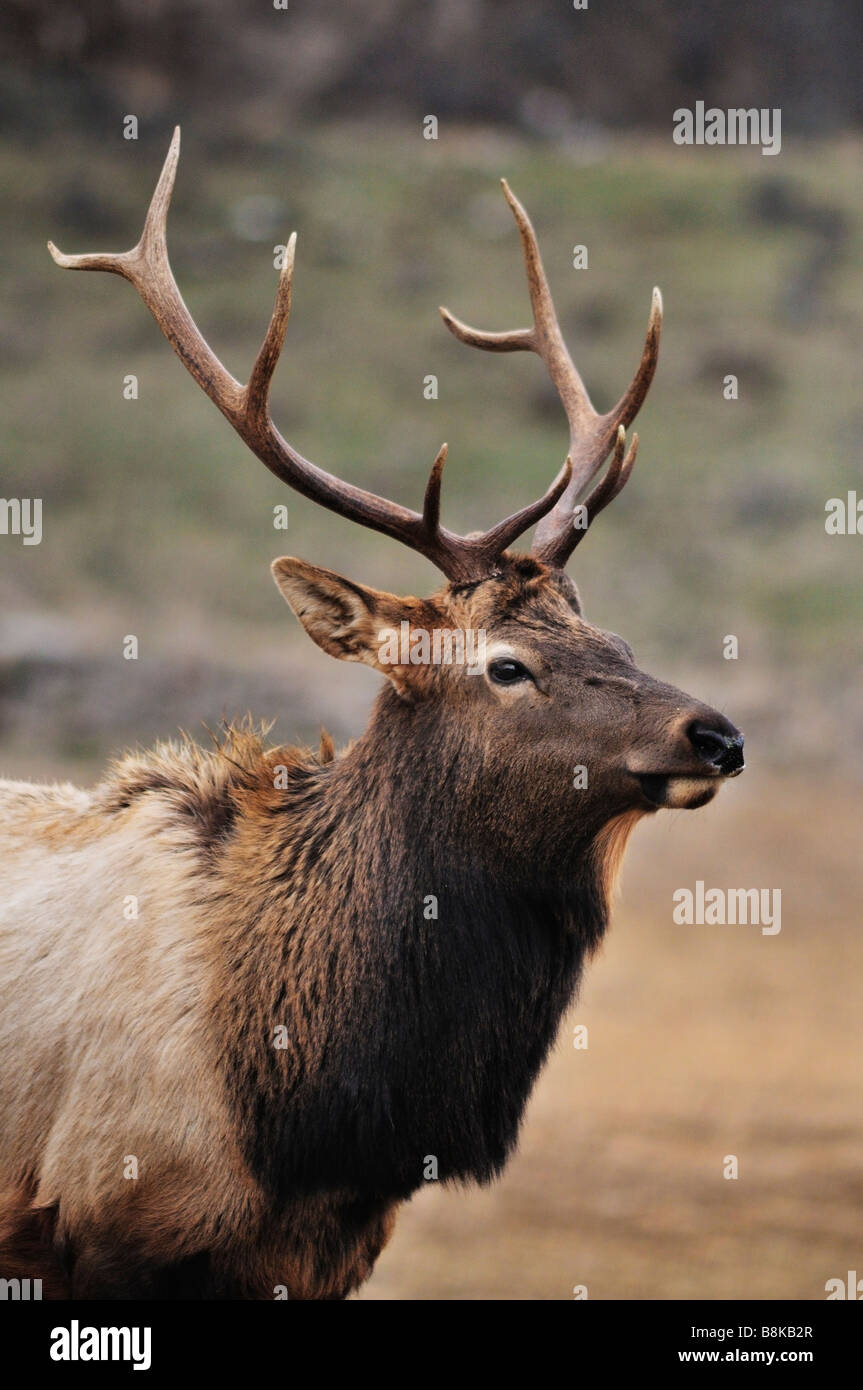 Rocky Mountain Elk en Oak Creek Wildlife Area alimentación durante el invierno, la estación Washington Foto de stock