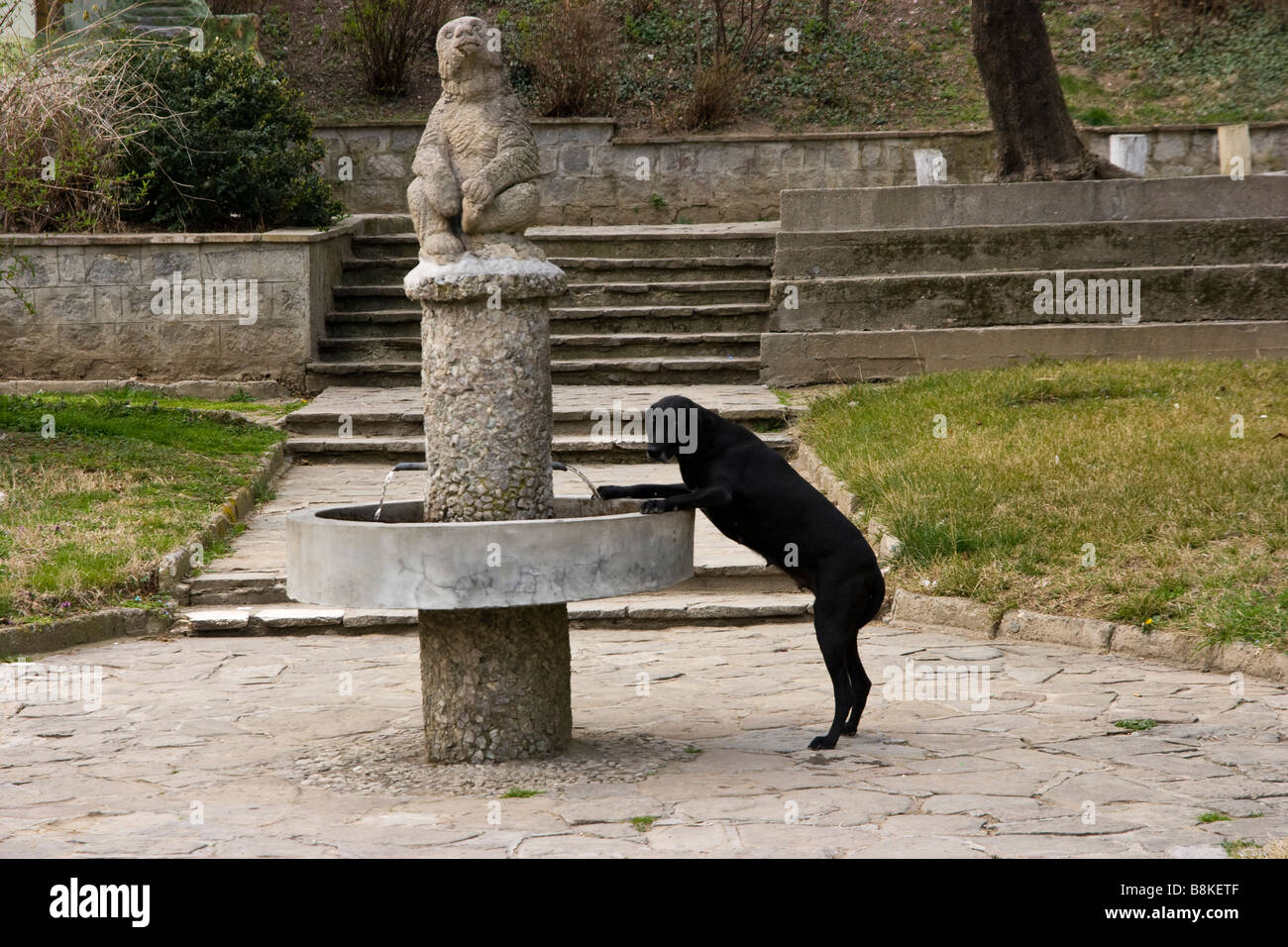 Sandanski ciudad, parque en primavera, un perro en frente de la fuente de agua potable con agua mineral, Balcanes, Bulgaria Foto de stock