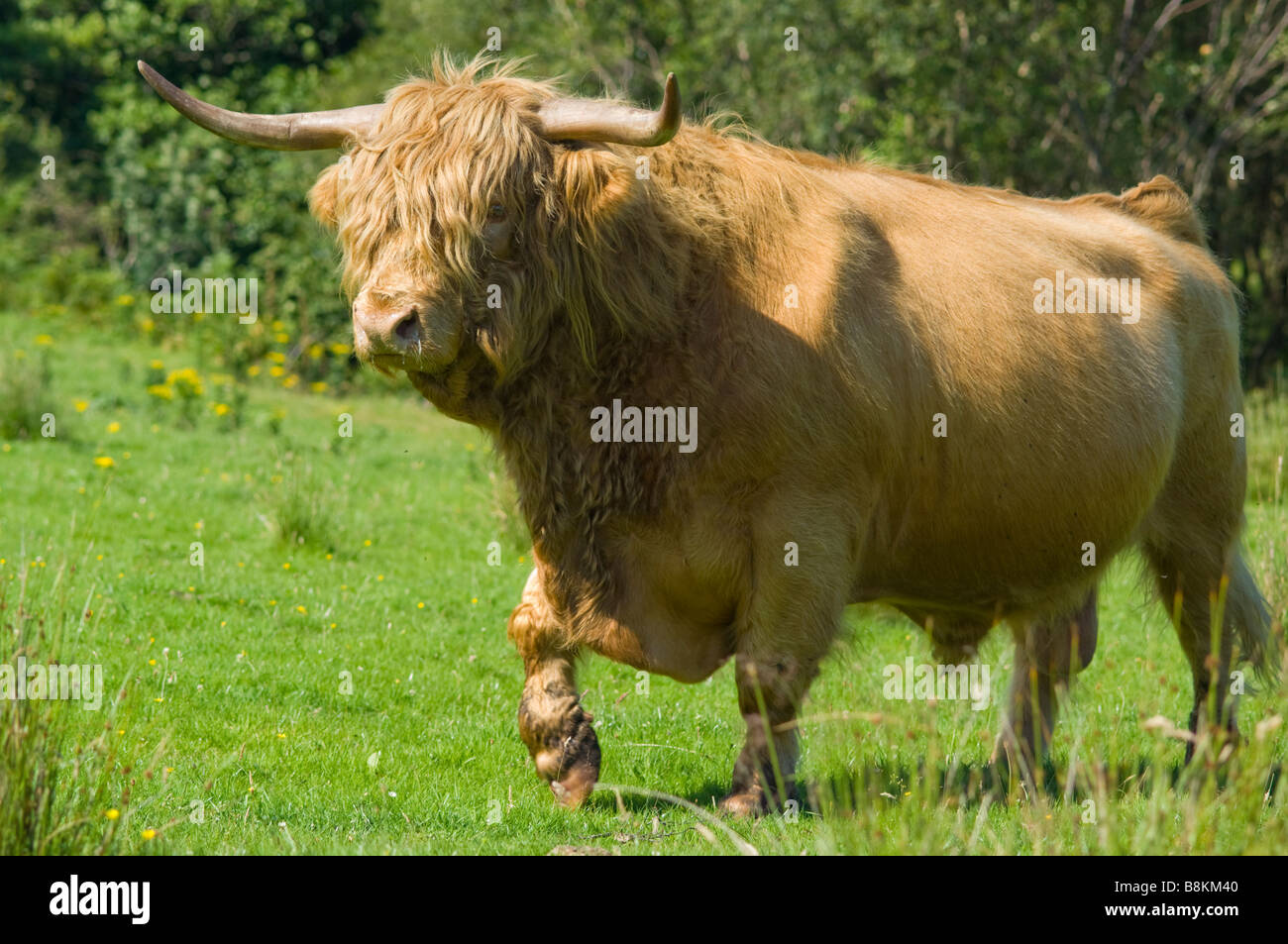 Una raza Highland bull, parte de la manada, Inver o pliegue, en la isla de Jura, Escocia. Foto de stock