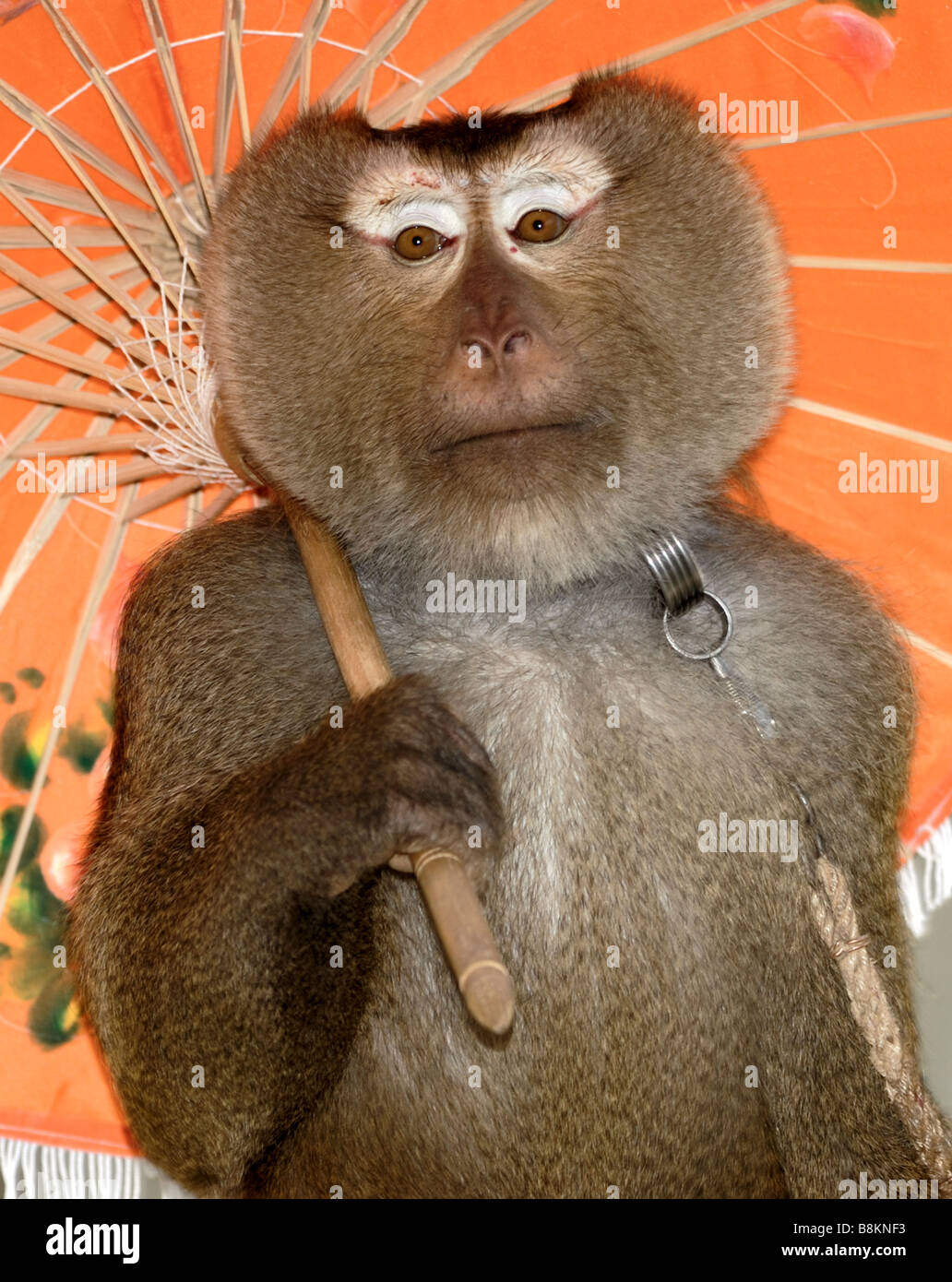 Monkey sosteniendo un paraguas Fotografía de stock - Alamy
