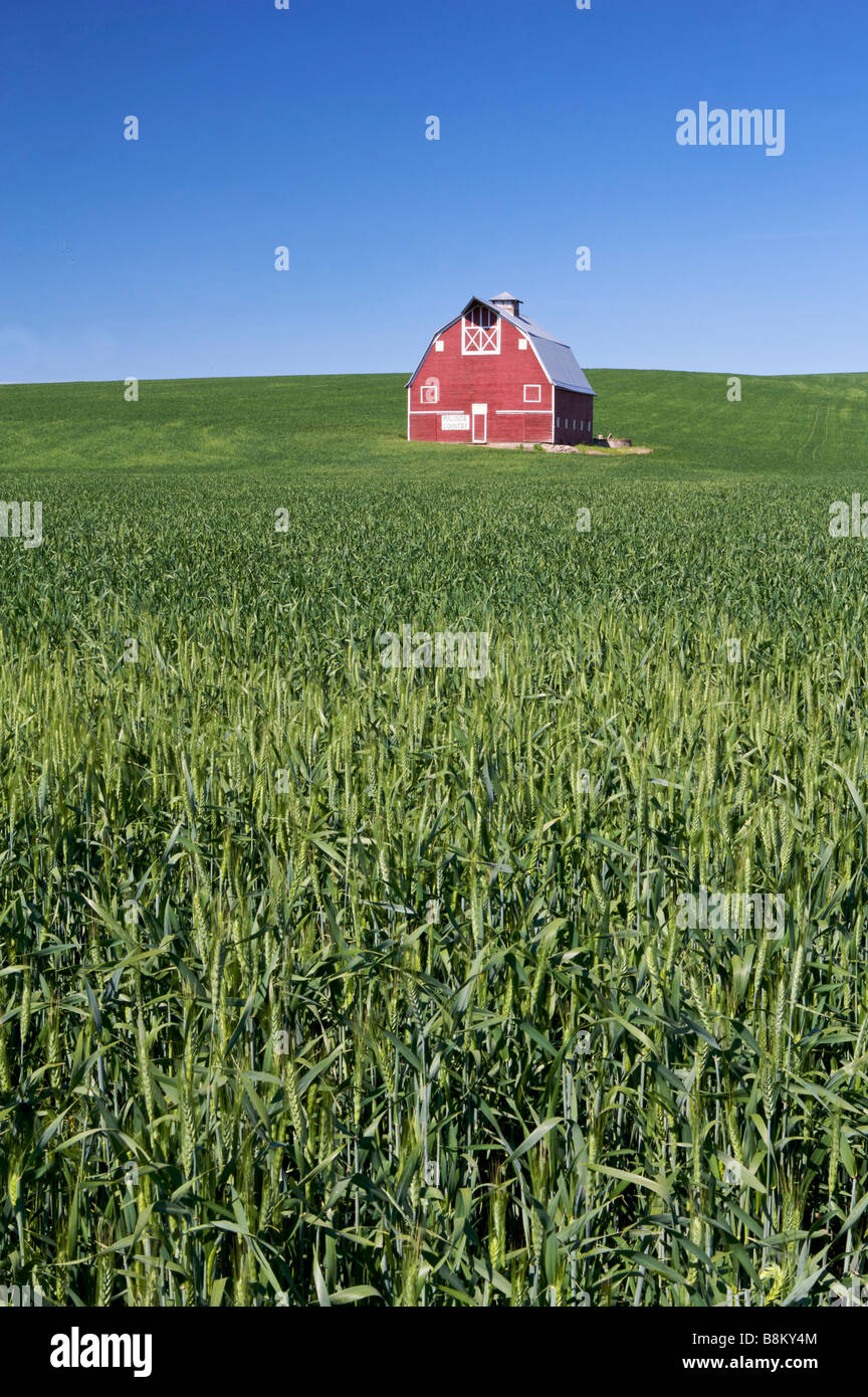 Red Barn en rolling farm país del palouse área este del estado de Washington Foto de stock