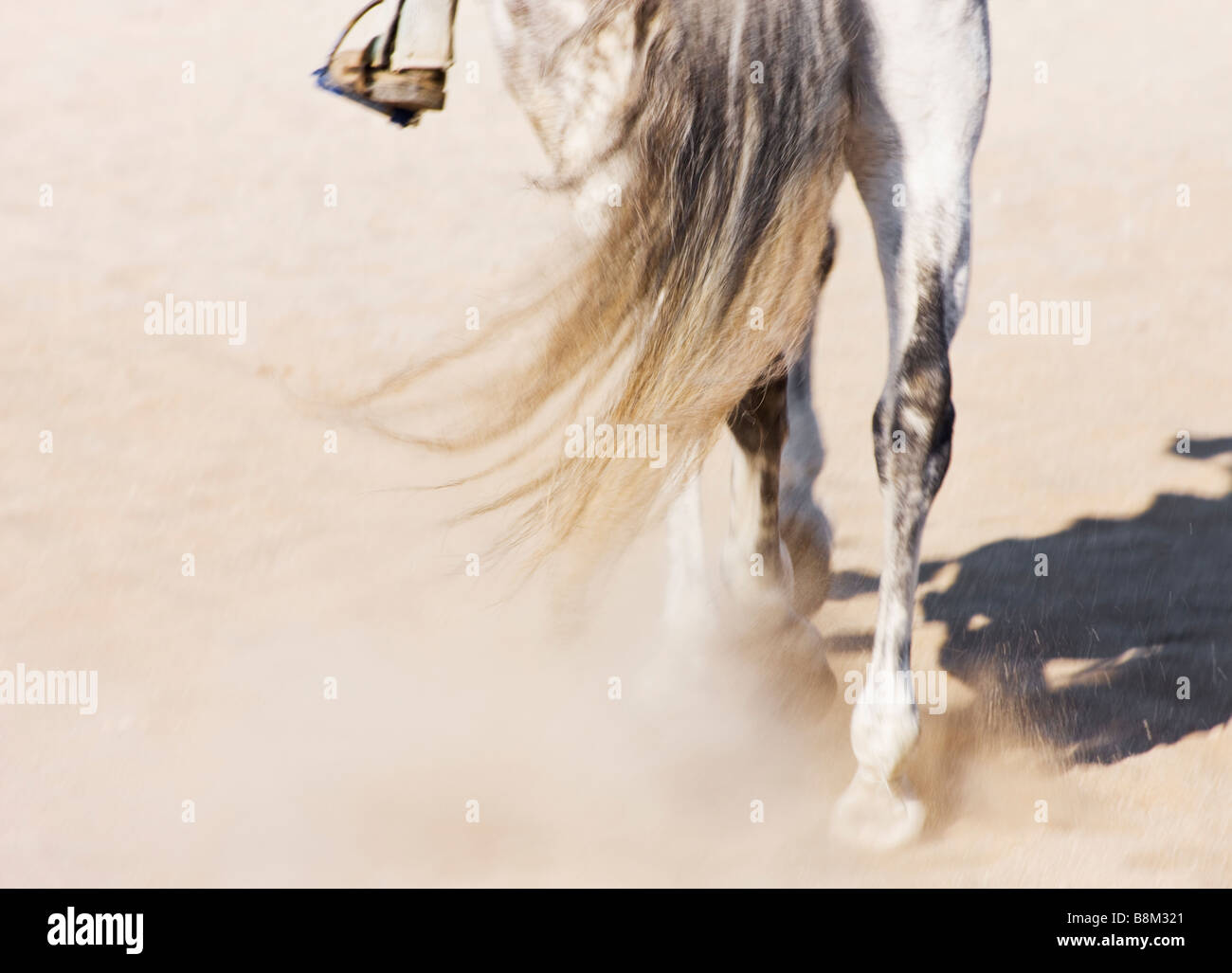 El jinete y su caballo visto desde atrás Foto de stock