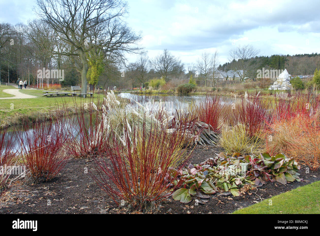 WATERSIDE LAS PLANTACIONES PARA INTERÉS DE INVIERNO EN RHS Harlow Carr Foto de stock