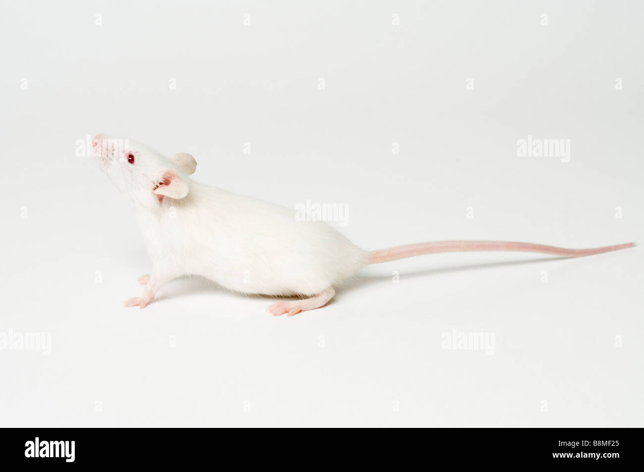 Ratón blanco Foto de stock