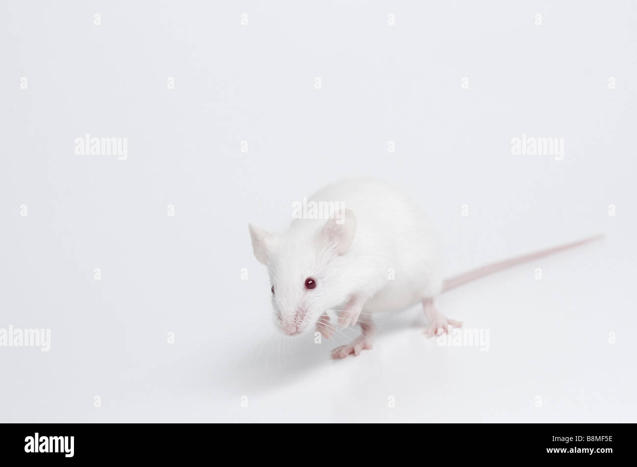 Ratón blanco Foto de stock