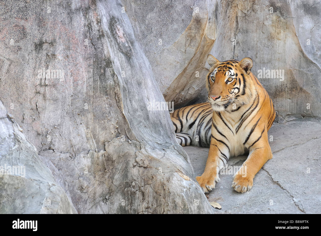 Tigre de Bengala , Tailandia Foto de stock