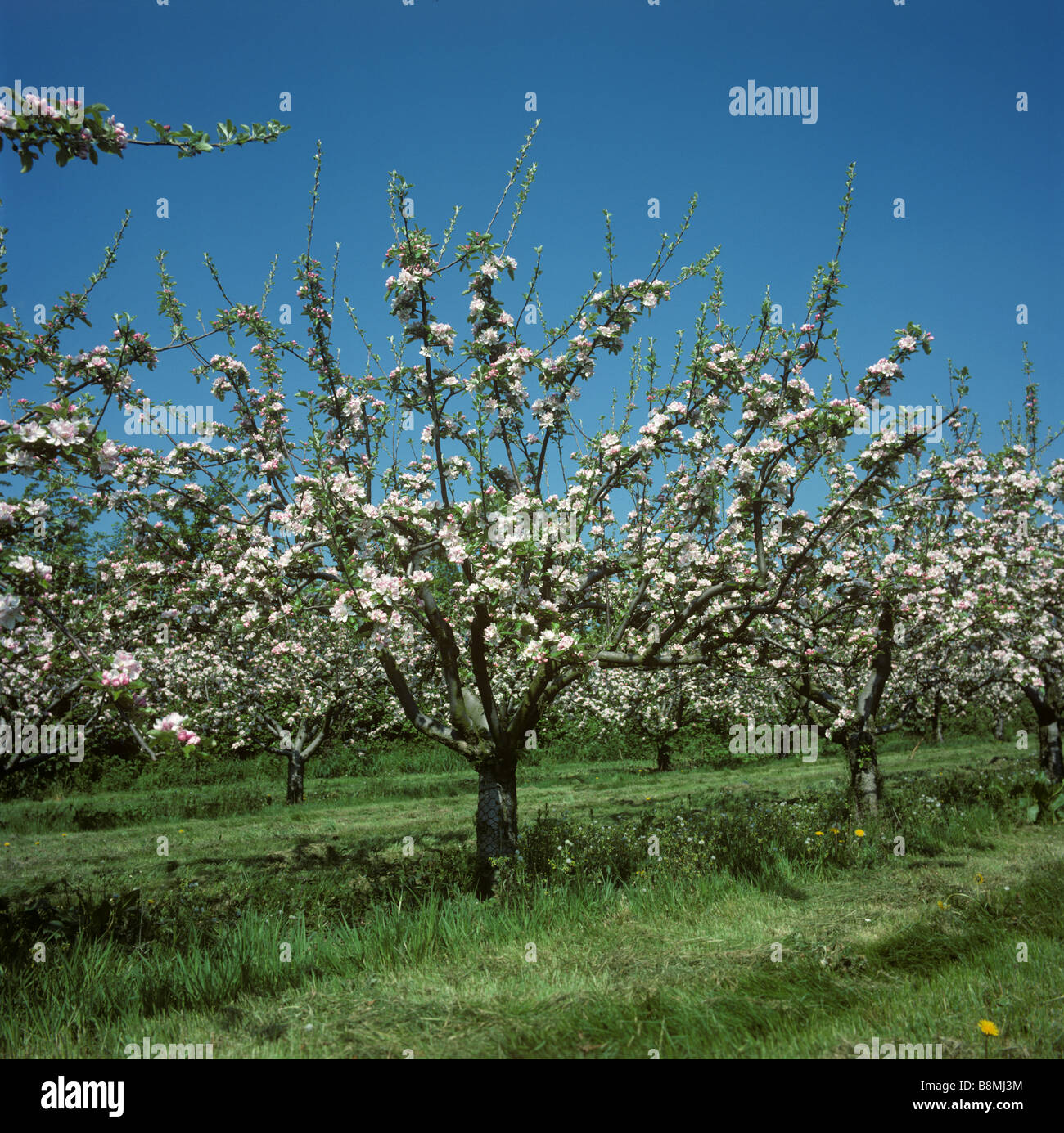 Huerto de manzanos en flor llena en un bello día de la primavera en Gloucestershire Foto de stock