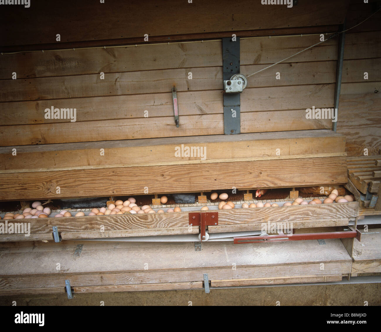 Los huevos procedentes de gallinas de rango libre sentado en un gallinero directamente en una cinta transportadora Foto de stock