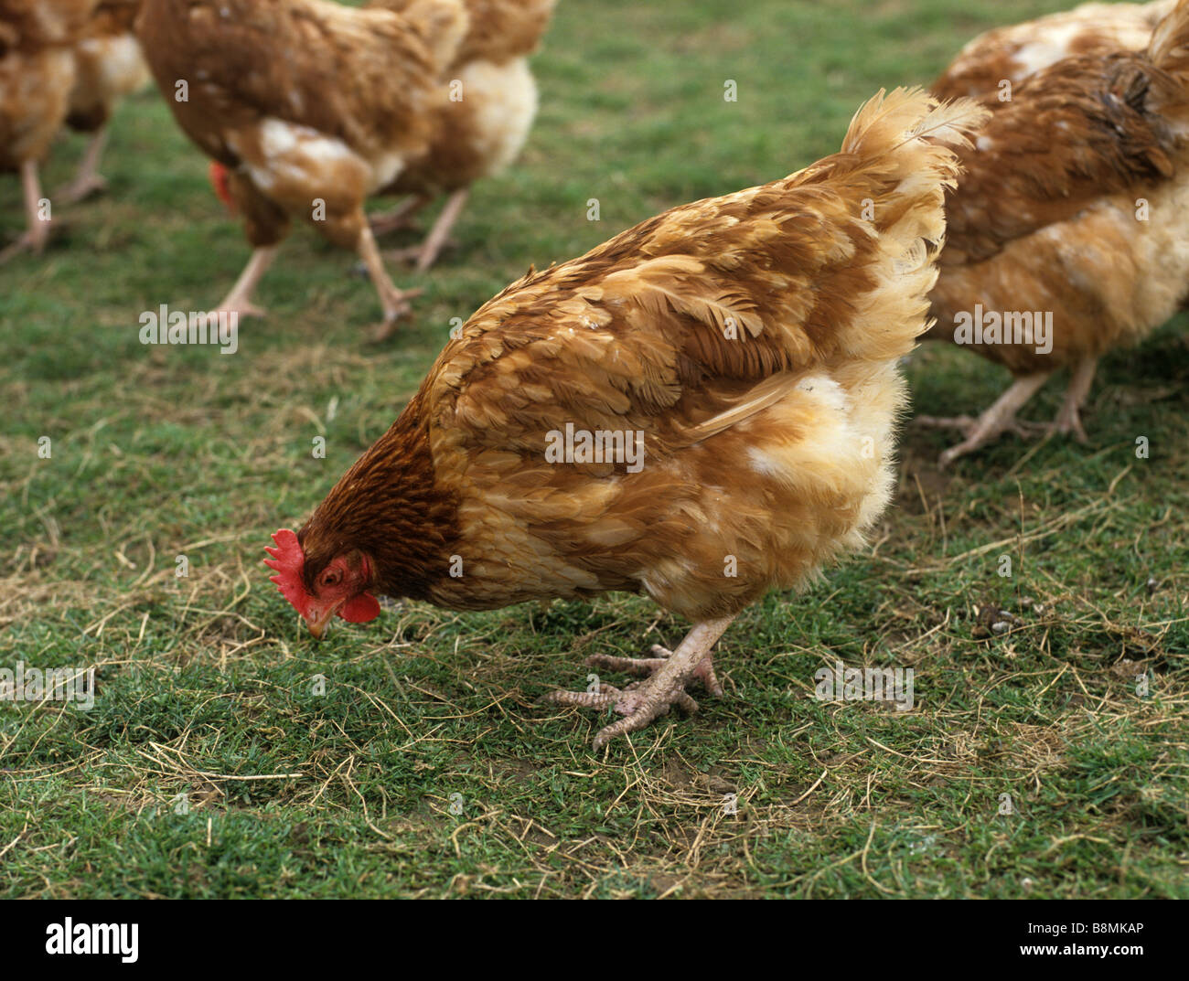 Intervalo libre comercial tendido en la hierba de pollo huevo grande unidad productora Foto de stock