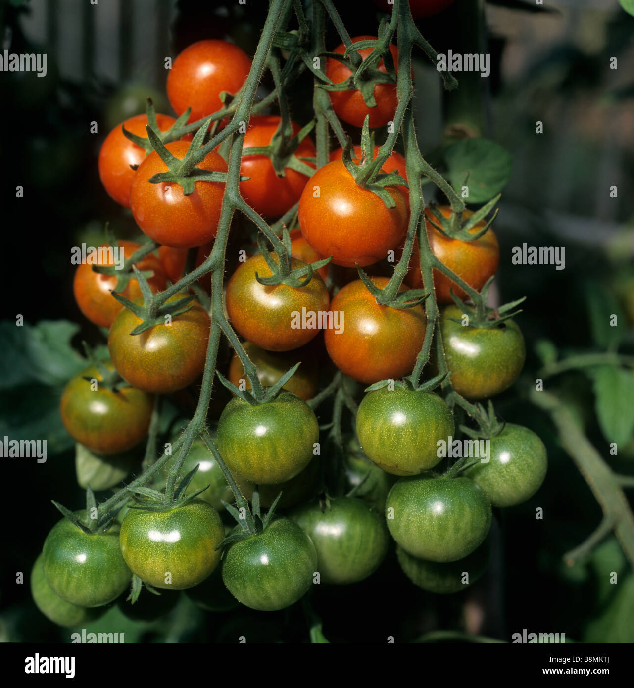 Armadura de maduración de tomates cherry delicia para los jardineros en un jardín invernadero Foto de stock