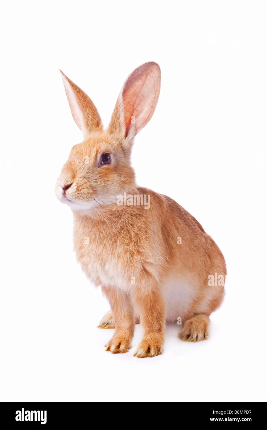 Joven curioso conejo rojo aislado sobre fondo blanco /// Conejito de Pascua para recortar el fondo blanco recorte viendo lindo gracioso inquisitivo snooping pet Foto de stock