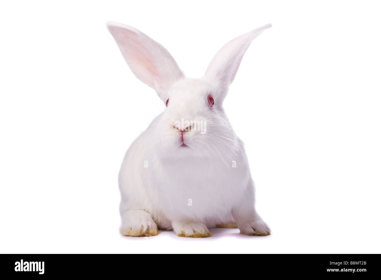 Curioso conejo albino aislado sobre fondo blanco /// Conejito de Pascua recorte recorte ojos rojos curioso sentado lindo suaves pieles de animales domésticos furry Foto de stock