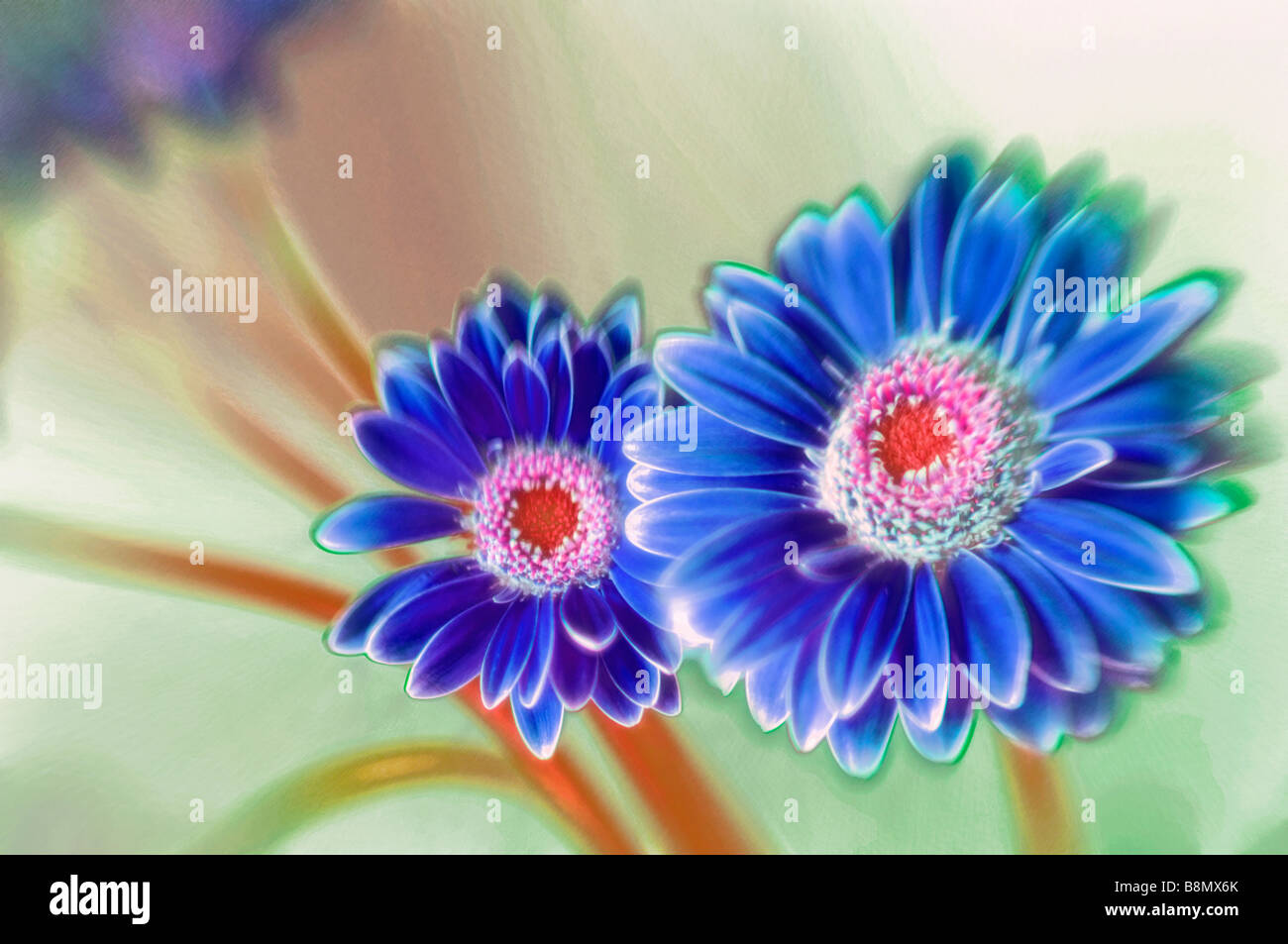 Un boceto de Azul Gerbera Daisy Pareja con flor rosa roja centros  Fotografía de stock - Alamy