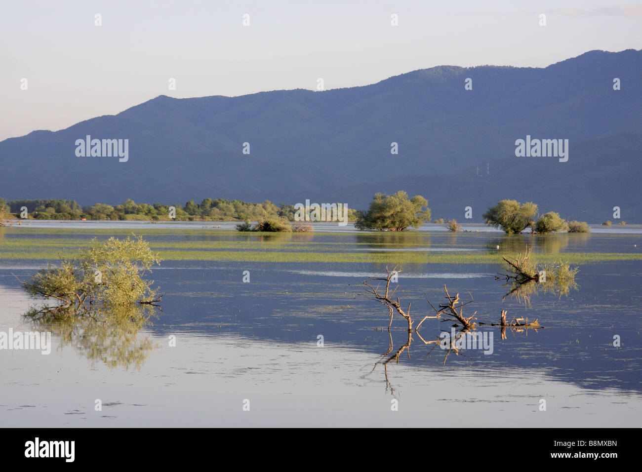 Área de inundación en la región nororiental del lago Kerkini, Grecia Foto de stock