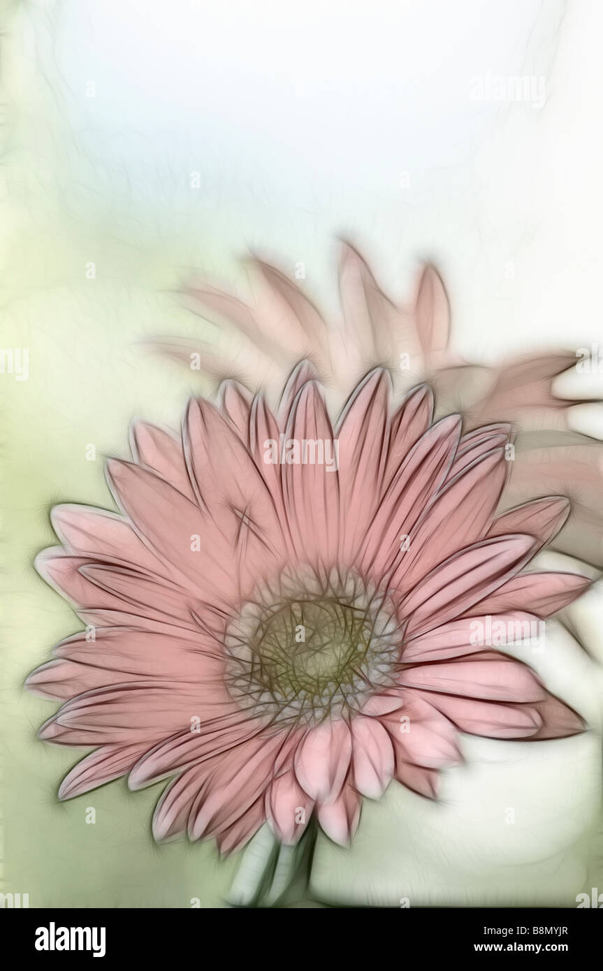 Un boceto de Coral Pink Gerbera Daisy Flower, un fondo suave de hierba  verde y cielo azul Fotografía de stock - Alamy