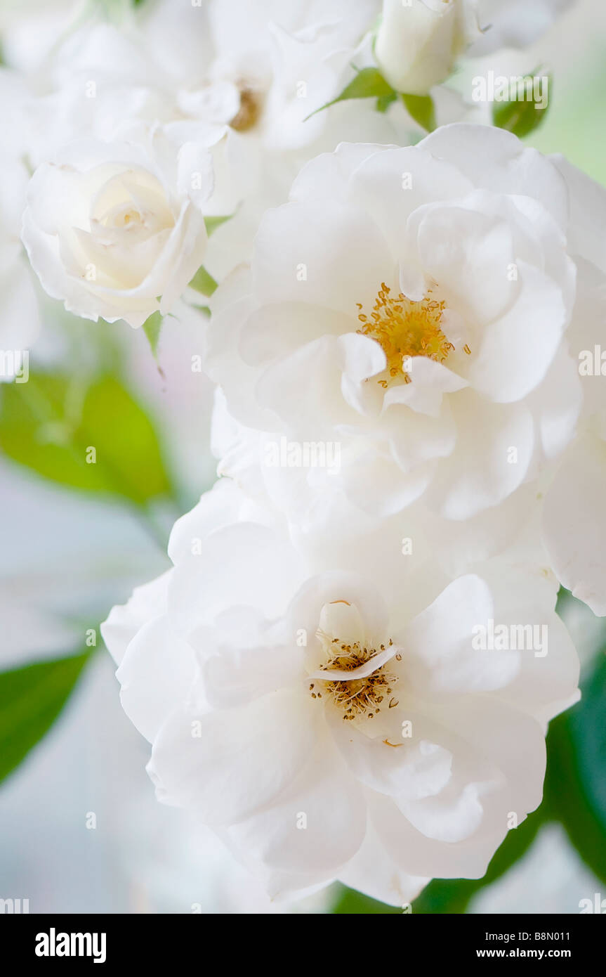 Jardín Blanco rosas flores, hojas verdes, luz de fondo Foto de stock