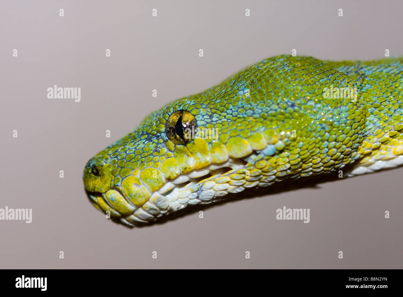 Green Tree python, Morelia viridis, Python, serpiente, Nueva Guinea, Indonesia, la península de Cabo York, en Australia,Verde, arbóreo Foto de stock