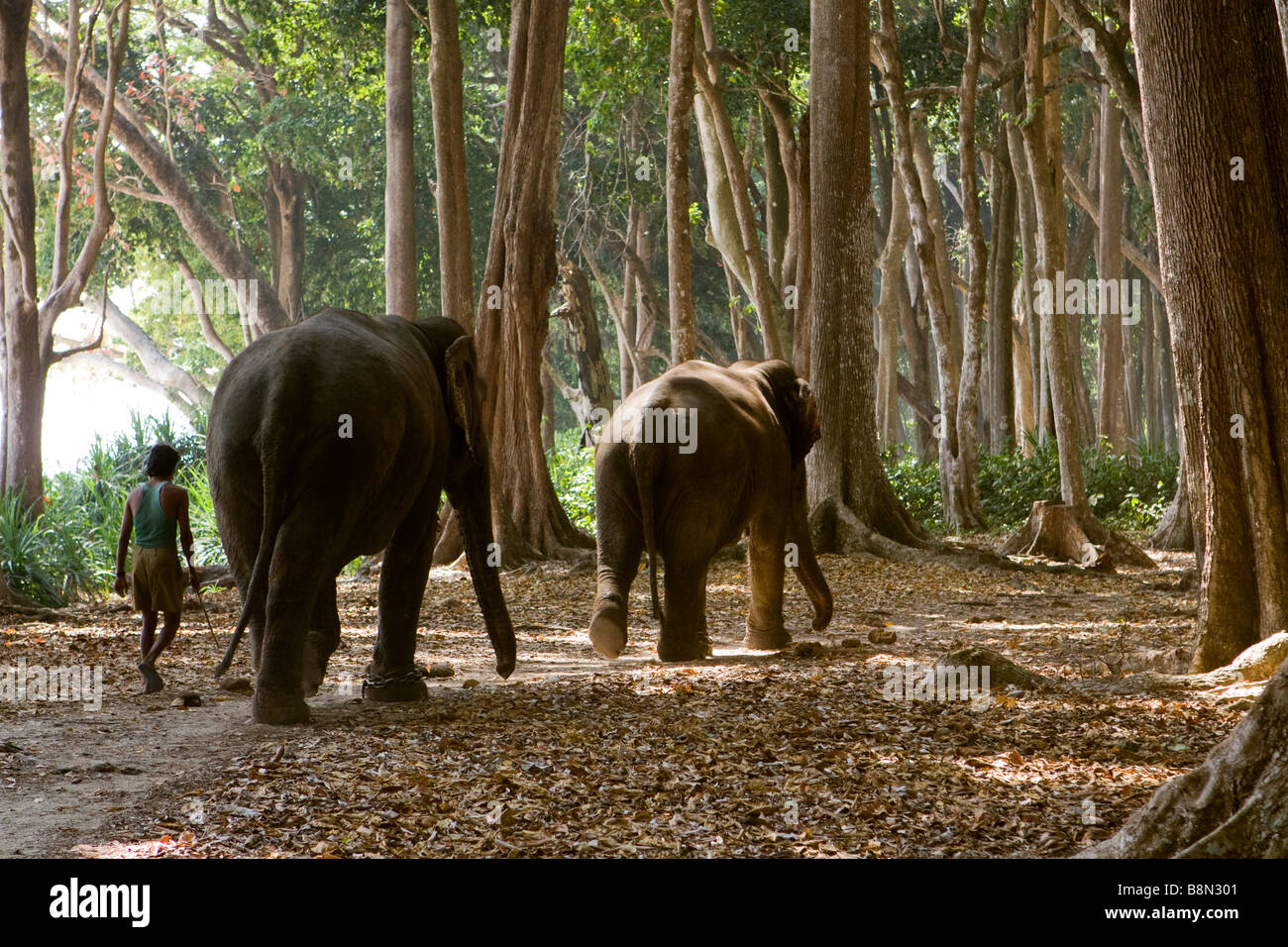 La India Andaman y Nicobar Havelock Island mahout caminar el sendero del bosque dos elefantes Foto de stock