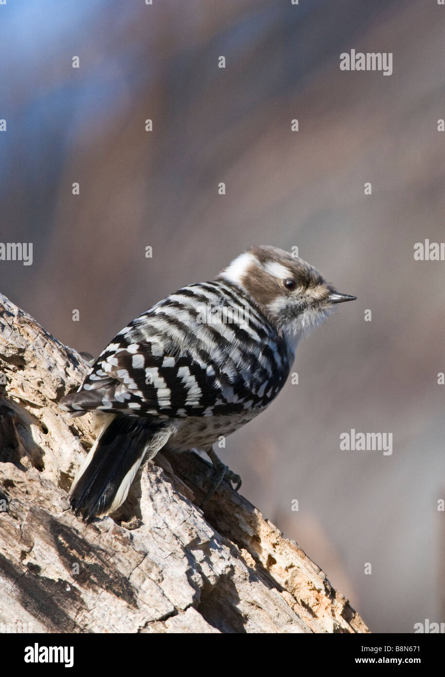 Pájaro carpintero japonés fotografías e imágenes de alta resolución - Alamy