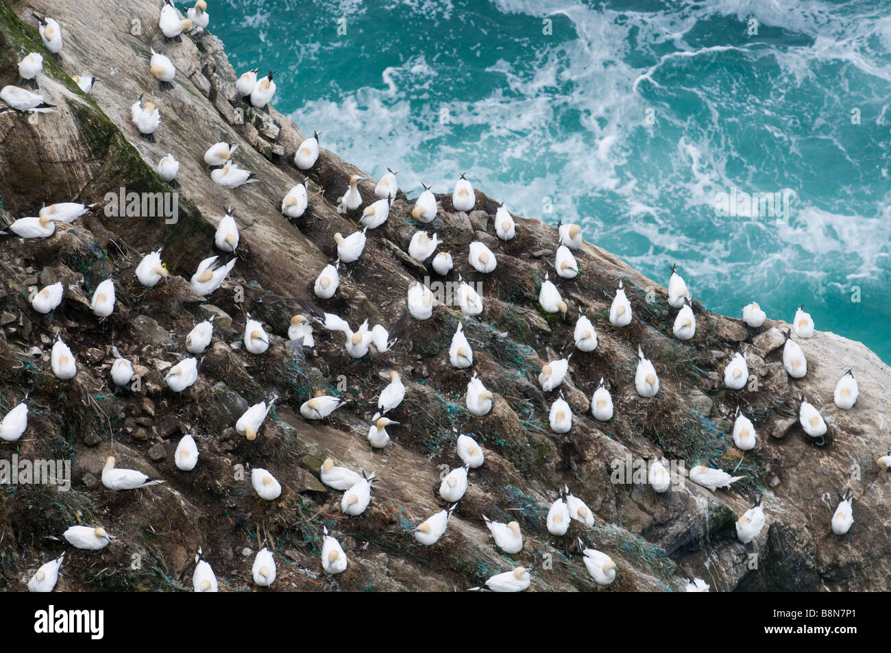 Gannett Sula bassana colonia en acantilado Hermaness Shetland Junio Foto de stock