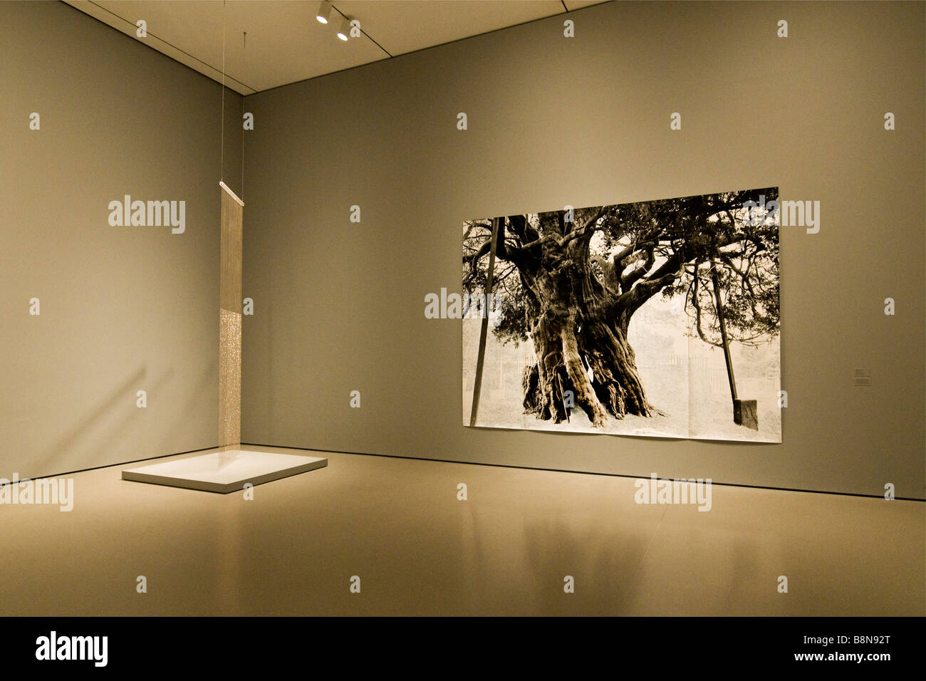 Una exposición fotográfica de un árbol, el museo de arte moderno. Foto de stock