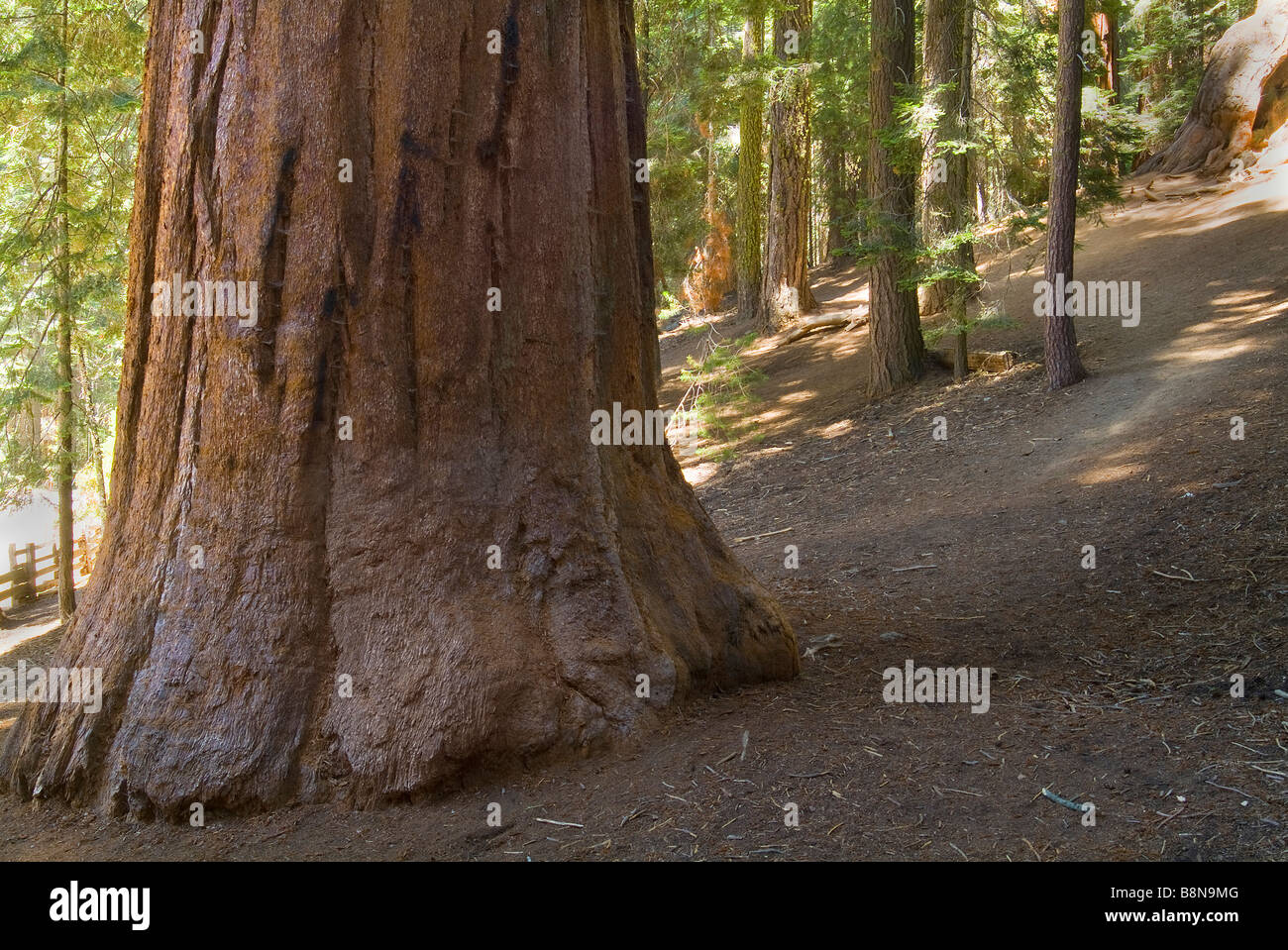 Redwood árboles Sequoia National Park, California, EE.UU. Foto de stock